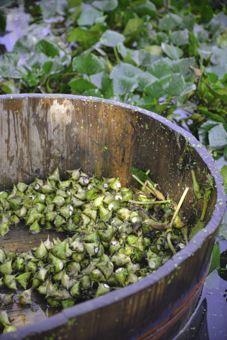 藏在30公里外焦家村的菱角,咬一口都是老常州的味道