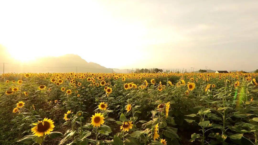 原创曹村的向日葵花海是如此美艳
