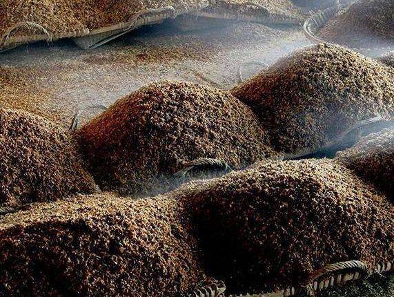 酒曲|在酿酒过程中多加点酒曲，产量会高一些吗？