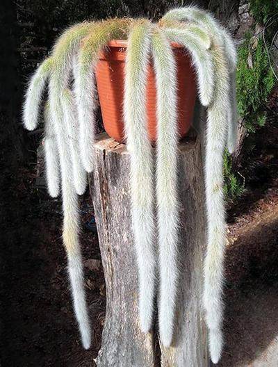 一种多肉长得特殊毛茸茸的像动物尾巴皮实好养容易爆