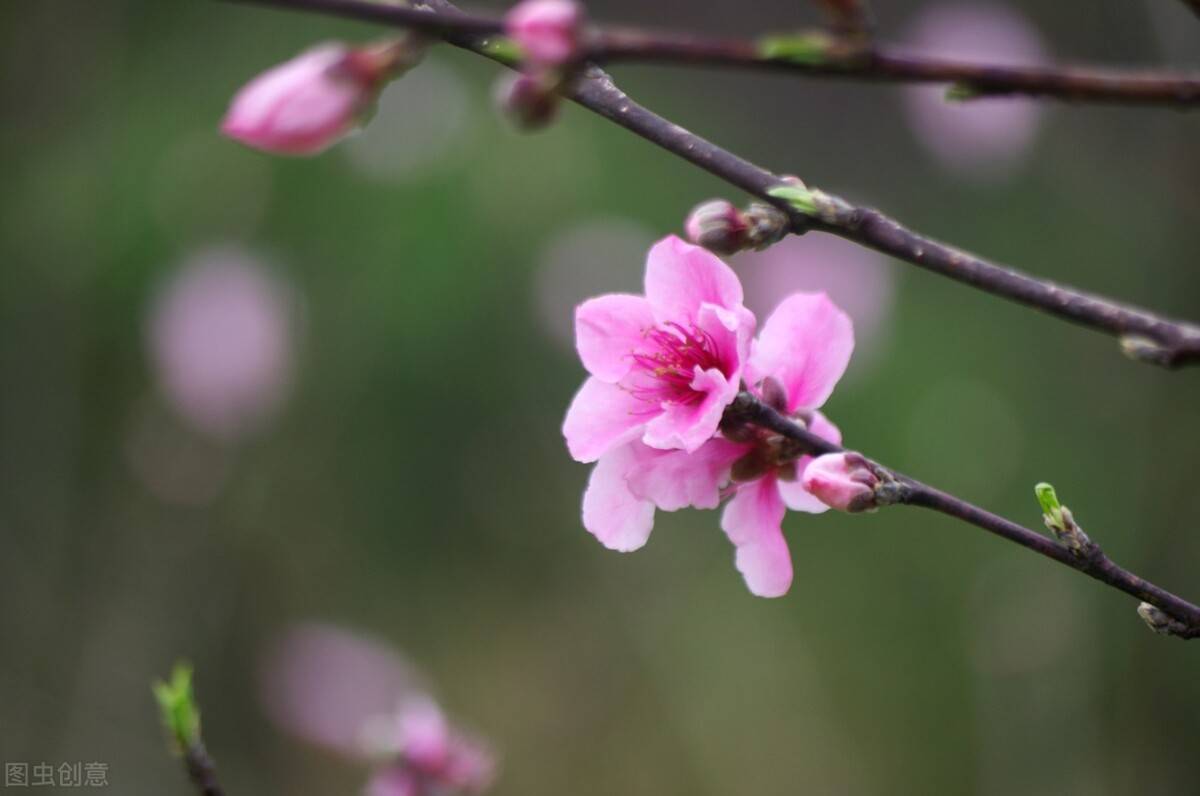 读睡诗词精选|秋月春花怀里抱,红尘紫陌醉中弹