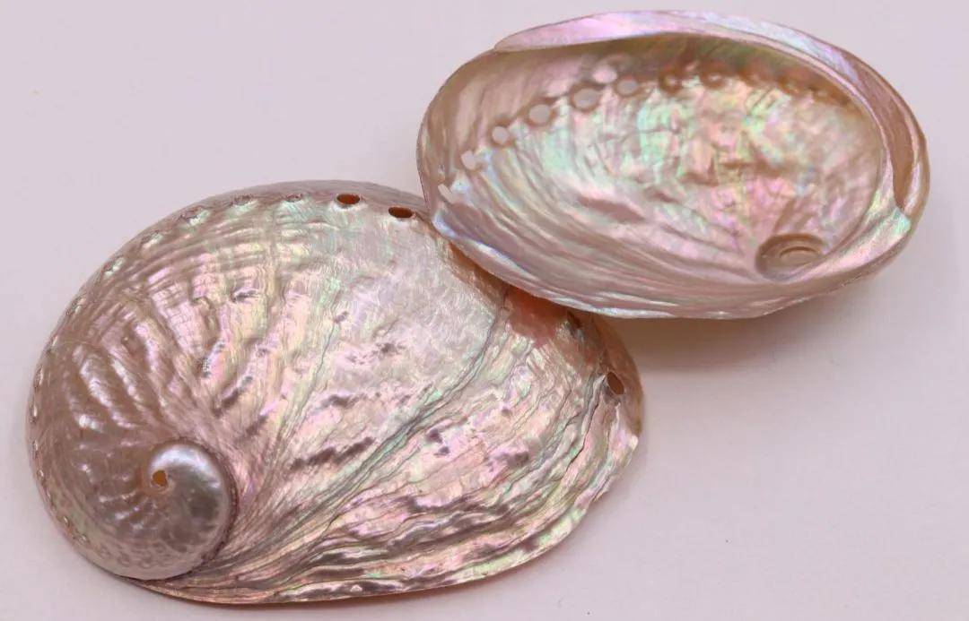 超模系列纯手工镶嵌新西兰鲍鱼贝艺术