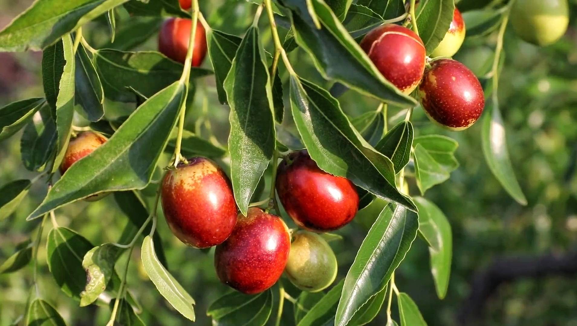 藏在山沟里的金丝王大枣今年身价如何?旅行达人实地探秘