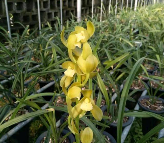 爱兰花就养一盆建兰黄金素荷,盆面铺上青苔来保湿,花开清新淡雅_南方