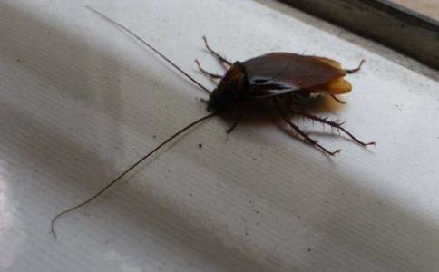 广州便利店灭蟑螂