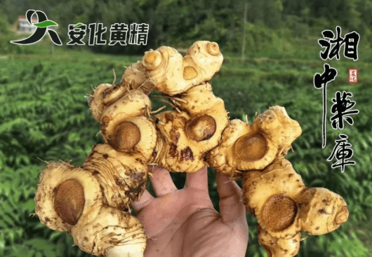 业界的革命:黄精种植回山去