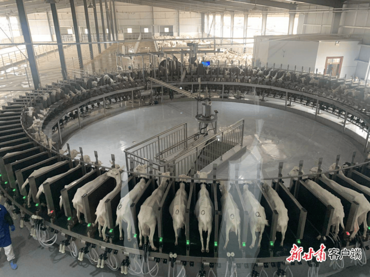 庆阳伟赫乳制品有限公司智能100位转盘挤奶机. 来源:新甘肃