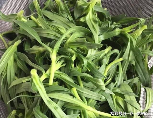 饥荒年代它是"救命草",不花一分钱,鲜嫩可口,咳嗽不咳,身体强壮