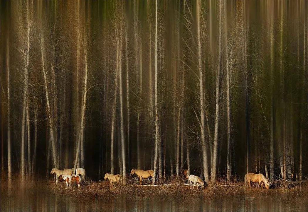 徕卡作品德味油画般的厚重感