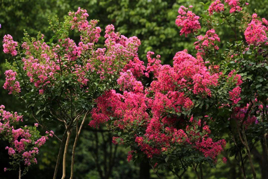 拱墅这些地方美翻了!5000多株紫薇花正迎盛放期_手机搜狐网