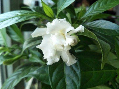 强烈推荐种类三:狗牙花