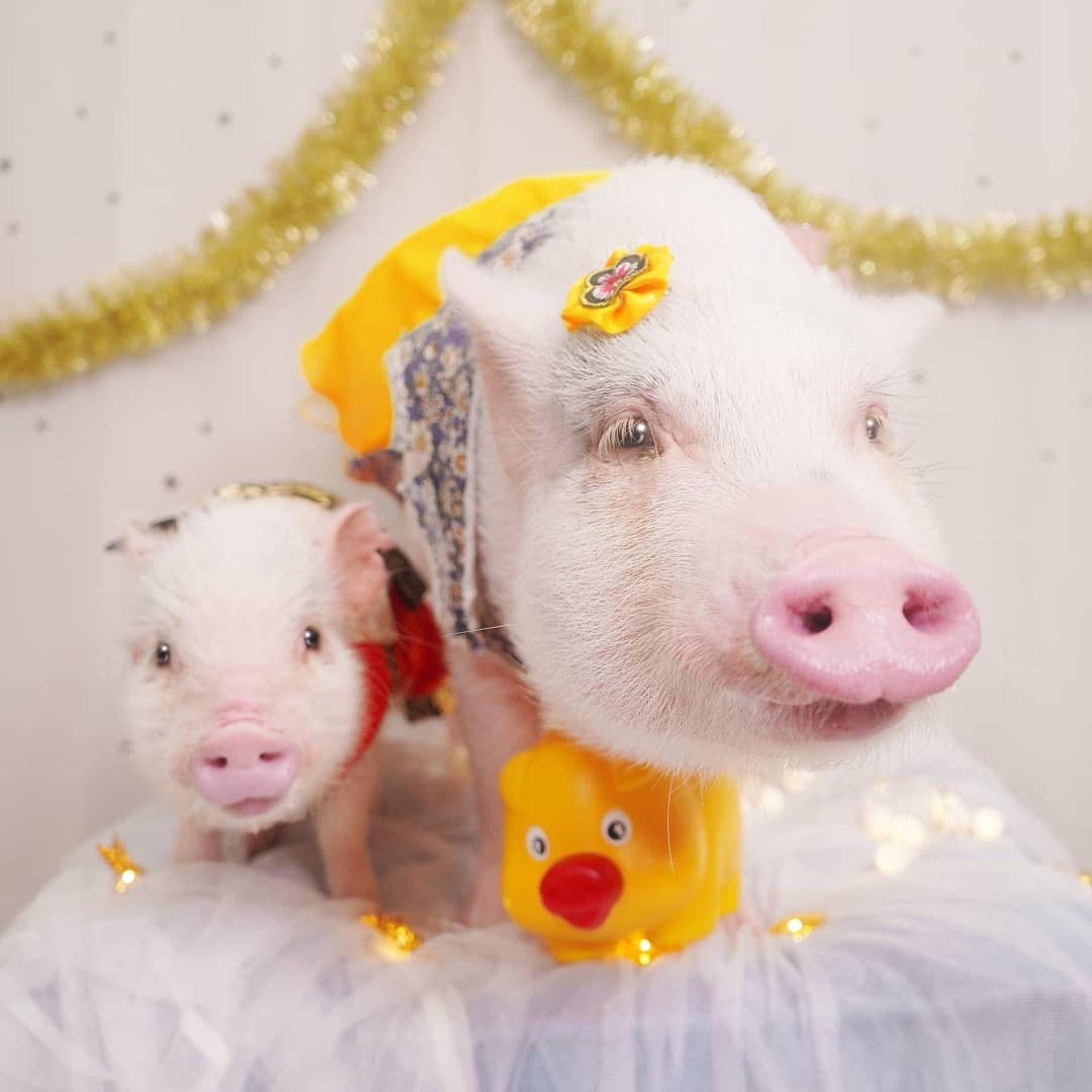 妹子的宠物猪跟狗狗一样聪明,为了它们主人特意搬到郊区_手机搜狐网