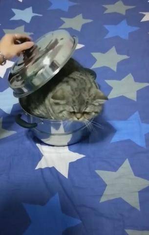 猫咪被扔进锅里,盖不上盖子,主人说换大的炖猫!_手机搜狐网