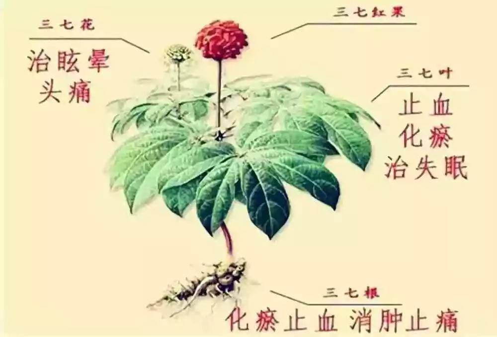 地方标准发布 三七须根可合法进入市场_搜狐网