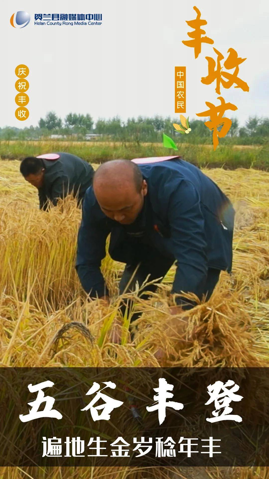 稻花香里说丰年,喜笑颜开庆丰收!