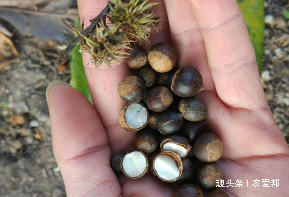 这种野果如今已经不多见了,你们以前吃过甜槠吗?_手机搜狐网