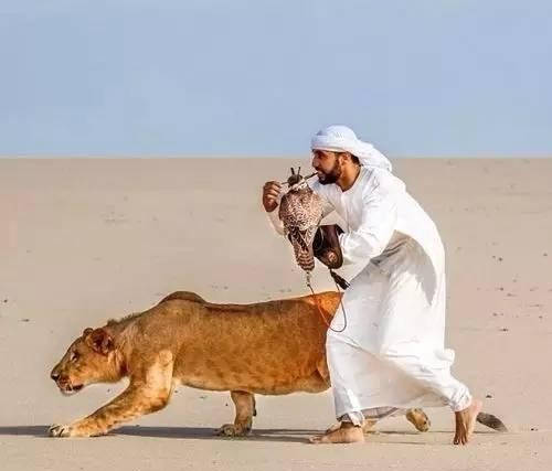 迪拜土豪饲养的宠物狮子老虎都不算啥一只鸟竟能卖到百万美金