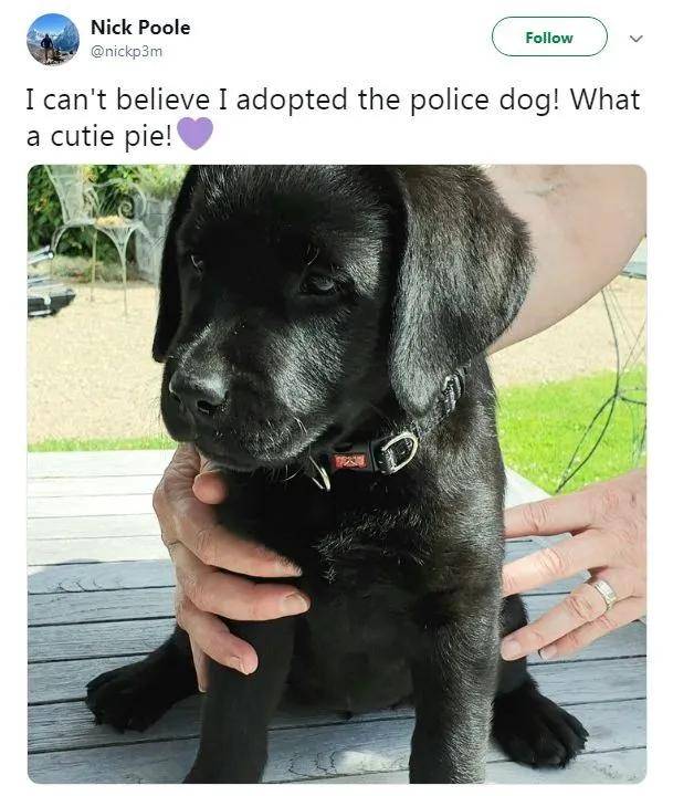 “不合格”的小警犬被警方淘汰，开放领养时，被网友抢疯