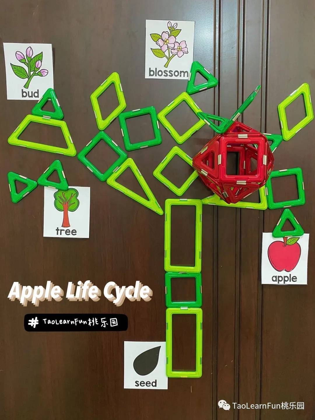 apple life cycle比较适合3
