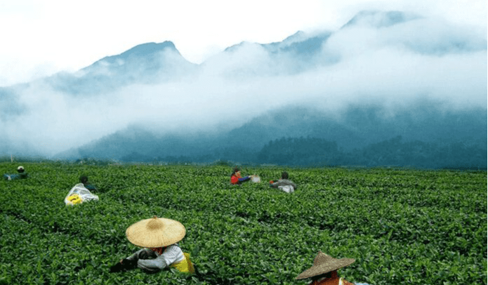 庐山云雾茶,味浓性泼辣 若得长时饮,延年益寿法_手机搜狐网