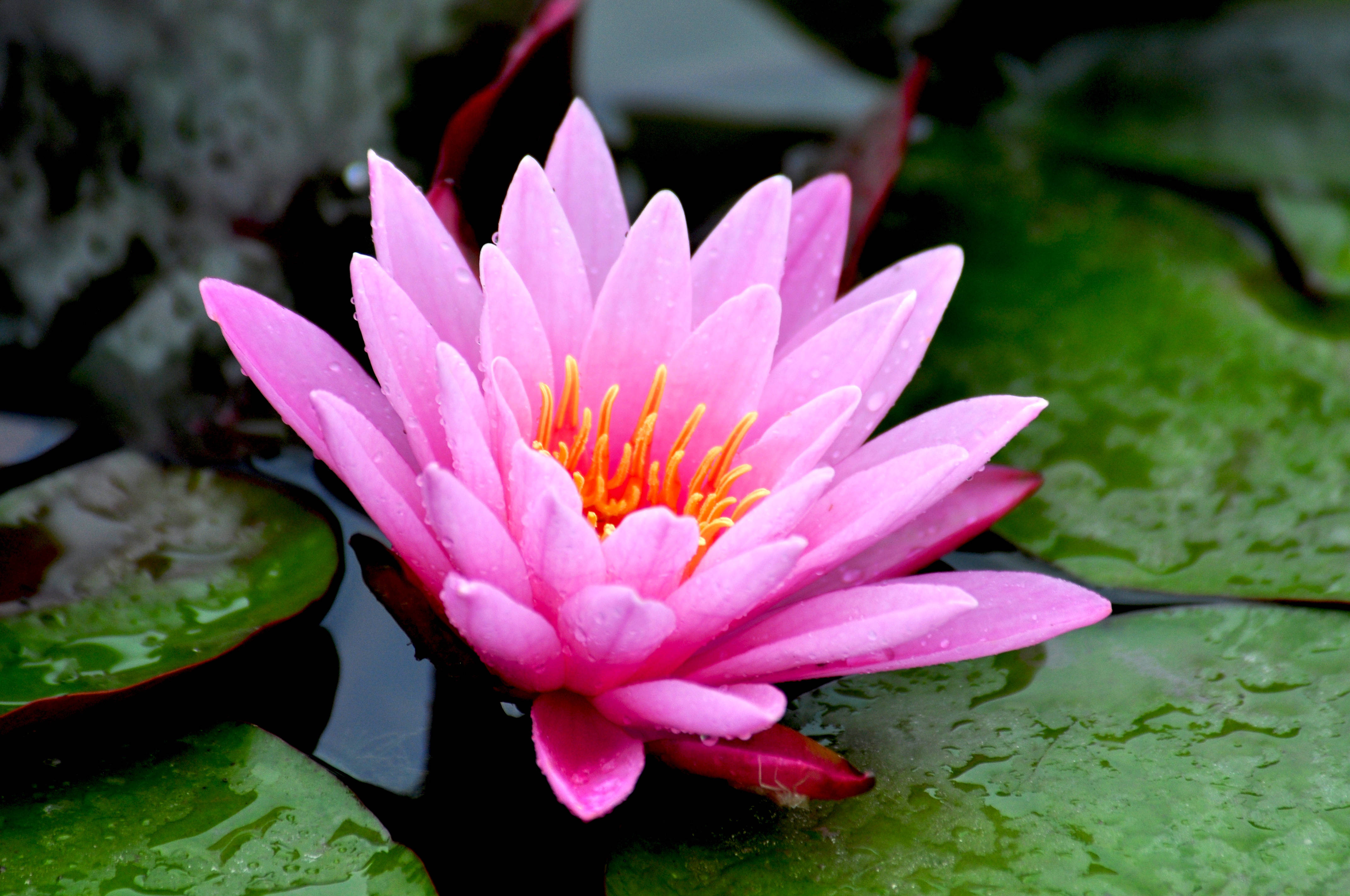 2020圆明园荷花季二十二睡莲唯美