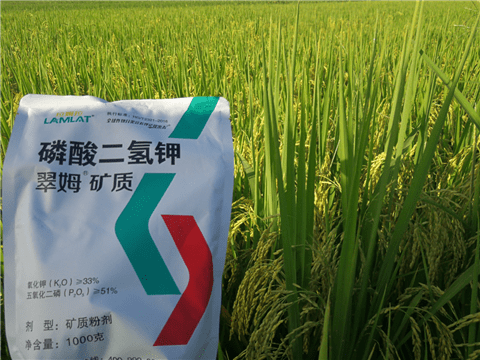 水稻灌浆肥提高产量和品质要点