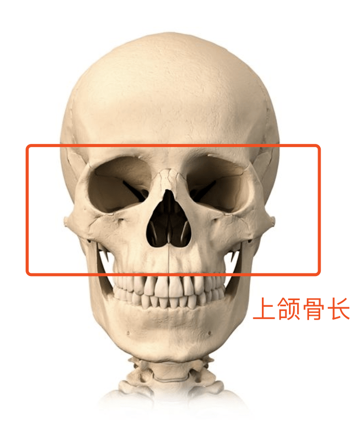 上颌骨位置图片图片