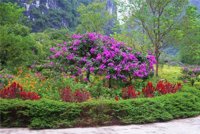 遇山乡舍:阳朔民宿旅行之十里画廊的九里花海去撒野