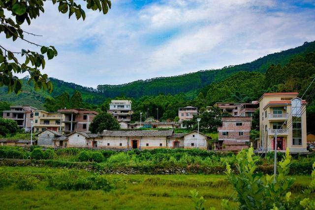 增城的小楼邓山:千亩百年乌榄树,梯田美景乡居乐