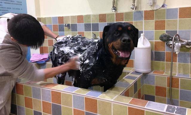 做好这5点,没人敢说你家的是"臭狗"!