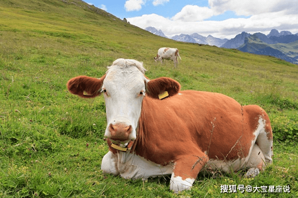 11月3日生肖牛运势搜狐(属牛十一月三十日的命运)