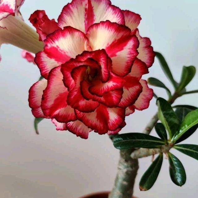 盆栽的沙漠玫瑰多注意几个门道不怕没花赏