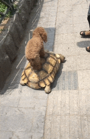 泰迪骑着大乌龟上街遛遛,泰迪:共享乌龟单车,纯天然无污染