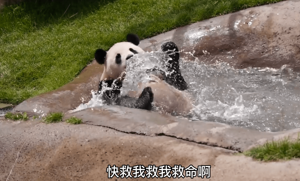原创大熊猫泡澡时大意结果还溺水了工作人员也很紧张