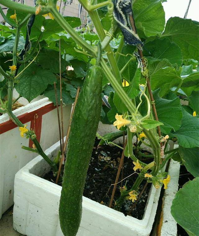 盆栽黄瓜要多大的花盆图片