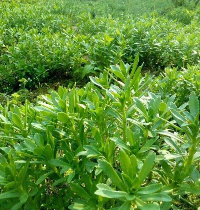 原创路边挖点养心菜能吃能赏当盆栽摘一把泡茶营养高