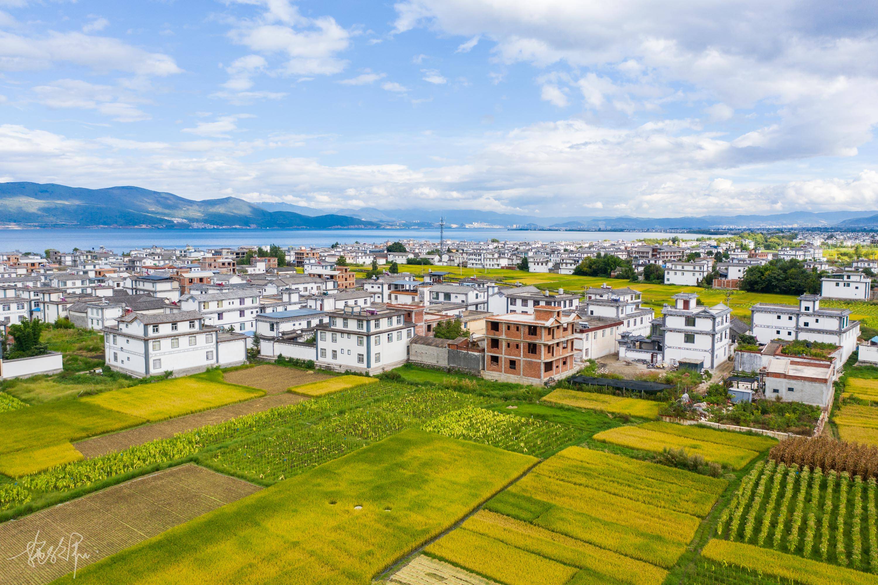 大理田园风:远处蔚蓝天空下涌动着金色的麦浪