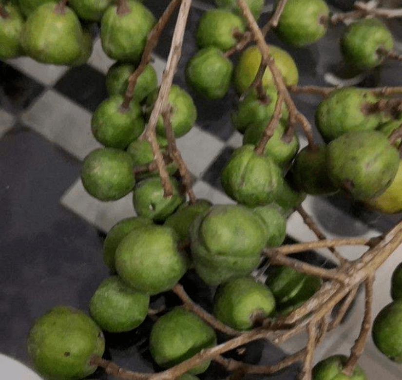 油患子树用处多多,果子沾水搓一搓,比香皂还好用!