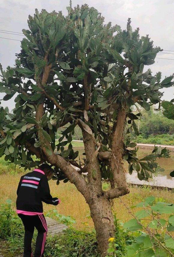 仙人掌薄成纸2个小方法吃成大胖子长成老树桩挂满仙人果