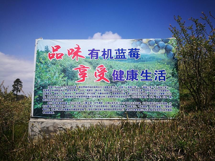 蓝莓文化:关于蓝莓的简介