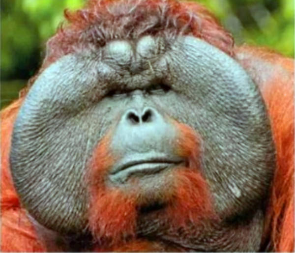 婆罗洲猩猩平均寿命40年,与猴子最大不同的地方是没有尾巴,犬齿发达