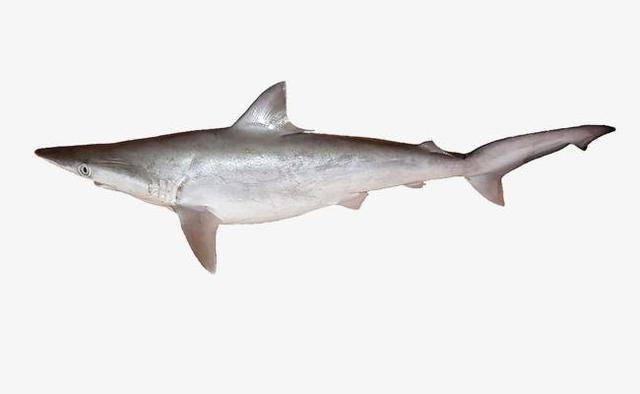 远古盾皮鱼,两性繁殖的"缔造者"它是第一个两性繁殖的鱼类!