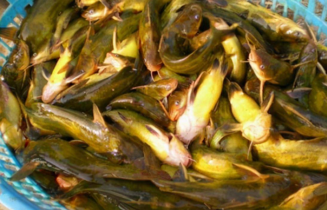 对于小瓜虫可以在某个阶段通过内服药物或可驱除