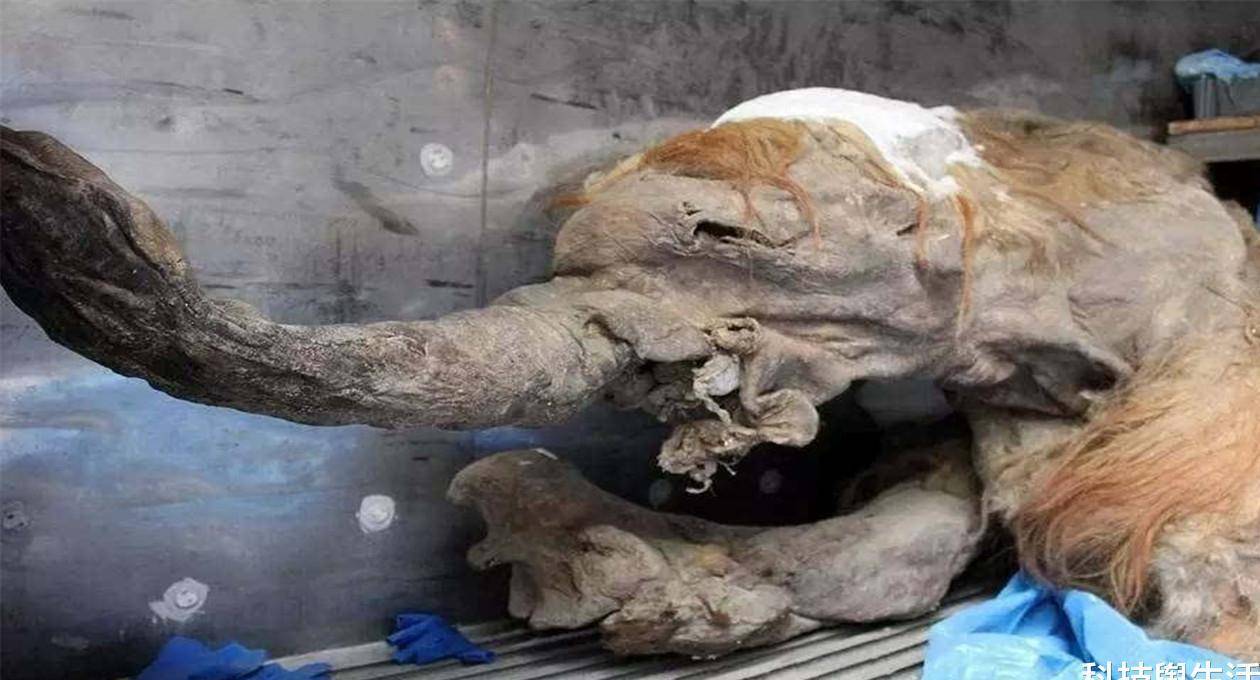 4000年前的猛犸象肉是什么味道吃了一口差点当场呕吐