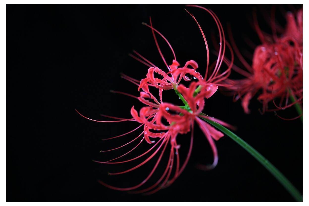 原创被称为死亡之花的水晶兰在贵州现世它真的可以起死回生吗