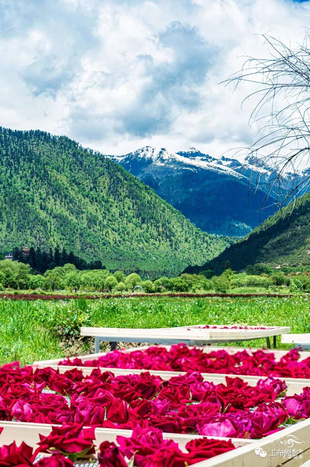 西藏林芝私藏的玫瑰花海,美到窒息!