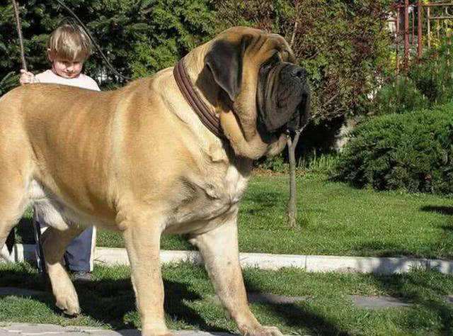 大狗品种 生长图片