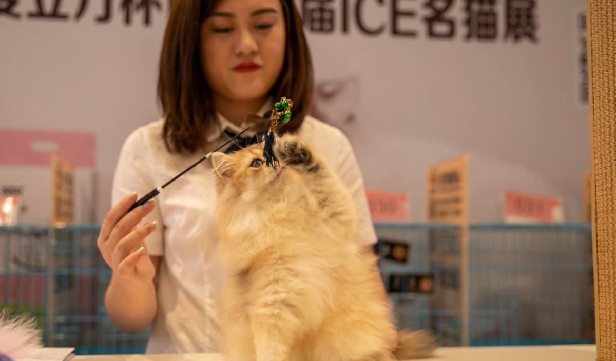 猫咪以胖为美 南京ice纯种名猫展上争奇斗艳