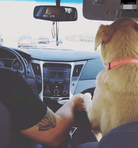 金毛抢了女主的副驾座,还不忘回眸一笑,女主的脸色瞬间就变了!