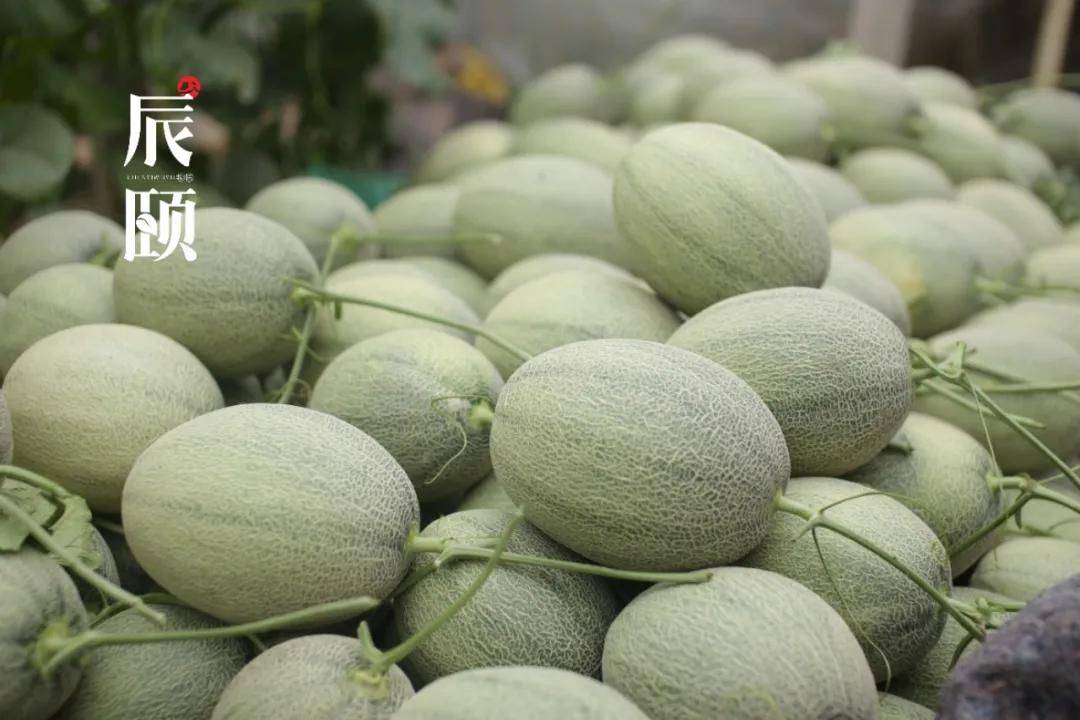 辰颐物语西州蜜瓜香甜如蜜酥脆赛梨水分足皮薄